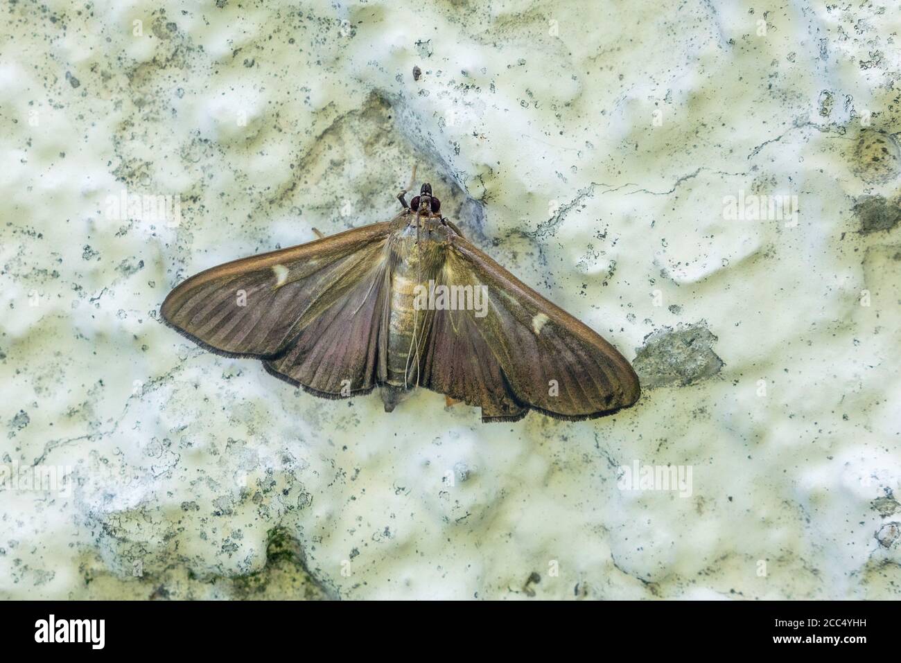 Box Tree Moth (Glyphodes perspectalis, Cydalima perspectalis, Phacellura advenalis, Neoglyphodes perspectalis), dark morph, Germany, Bavaria, Isental Stock Photo