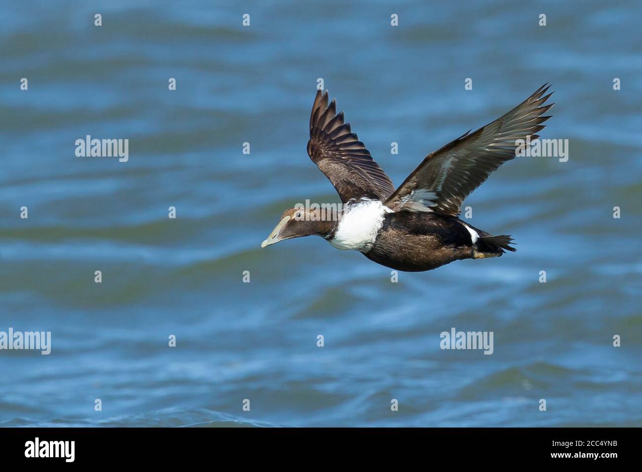 Dresser's Eider (Somateria mollissima dresseri, Somateria dresseri