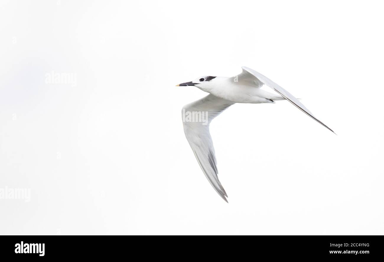 Cabot's Tern (Thalasseus acuflavidus, Sterna sandvicensis acuflavidus, Thalasseus sandvicensis acuflavidus), flying in autumn plumage, side view, Stock Photo