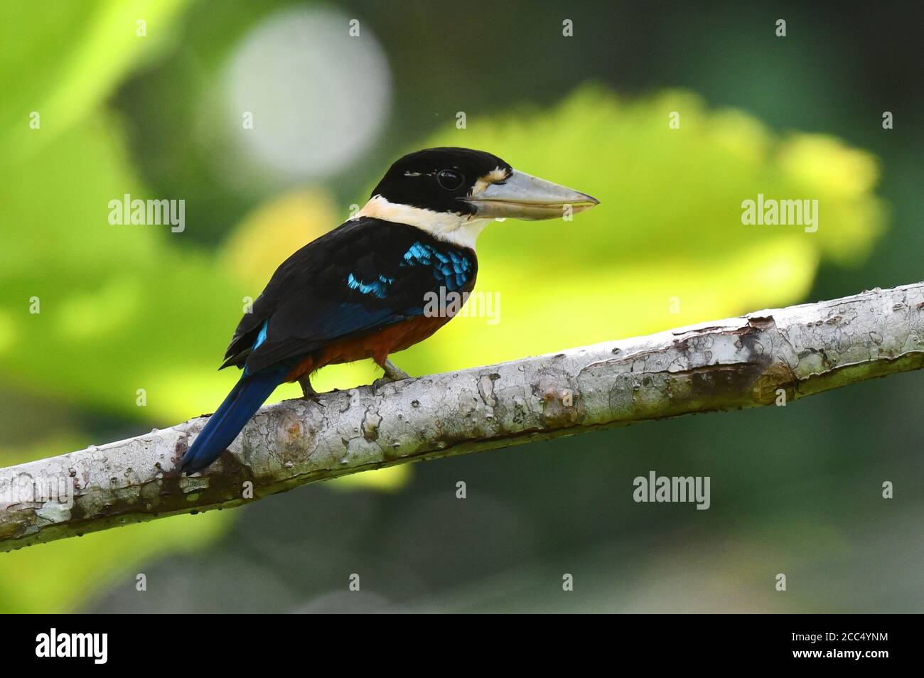 rufous-bellied giant kingfisher (Dacelo gaudichaud), perched on a branch, Indonesia, Western New Guinea, Waigeo Stock Photo