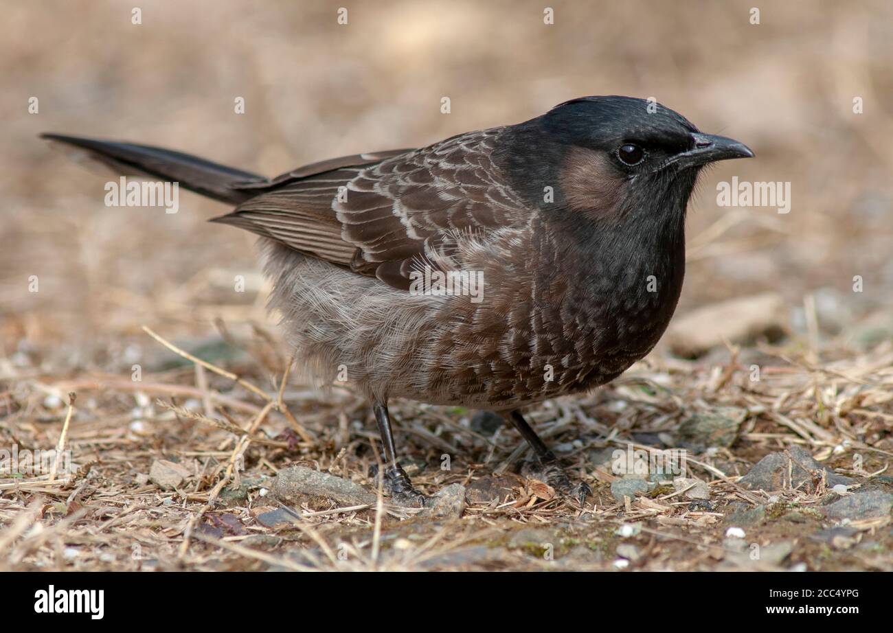red-vented bulbul (Pycnonotus cafer), Adult standing on the ground, India, Stock Photo