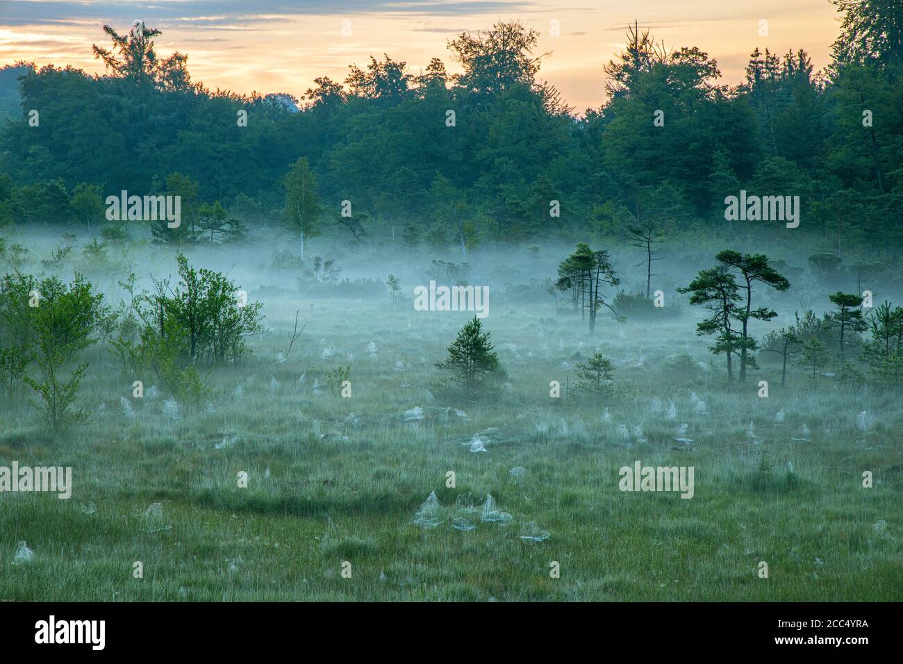 Sheet-web weaver, Line-weaving spider, Line weaver (Linyphia triangularis), fog bank at a high moor with several webs with morning dew , Germany Stock Photo