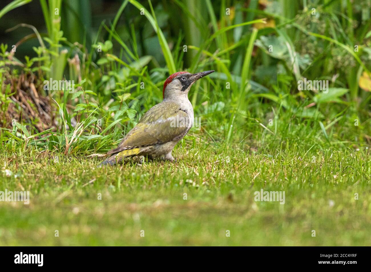 green woodpecker (Picus viridis), female looking for ants in the meadow at the riverside, side view, Germany, Bavaria Stock Photo