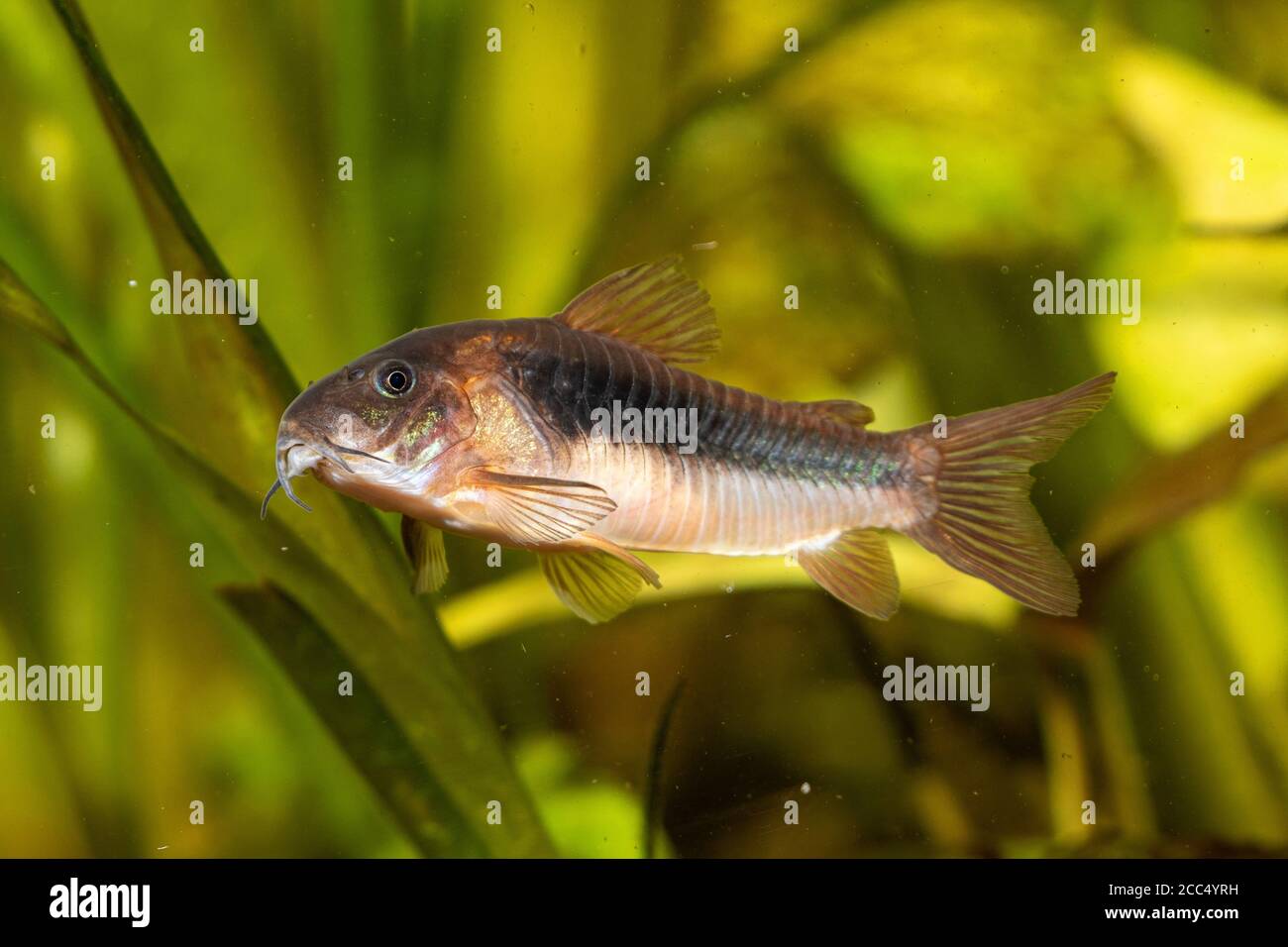 Bronze corydoras, Green corydoras, Bronze catfish, Lightspot corydoras, Wavy catfish (Corydoras aeneus), free swimming Stock Photo