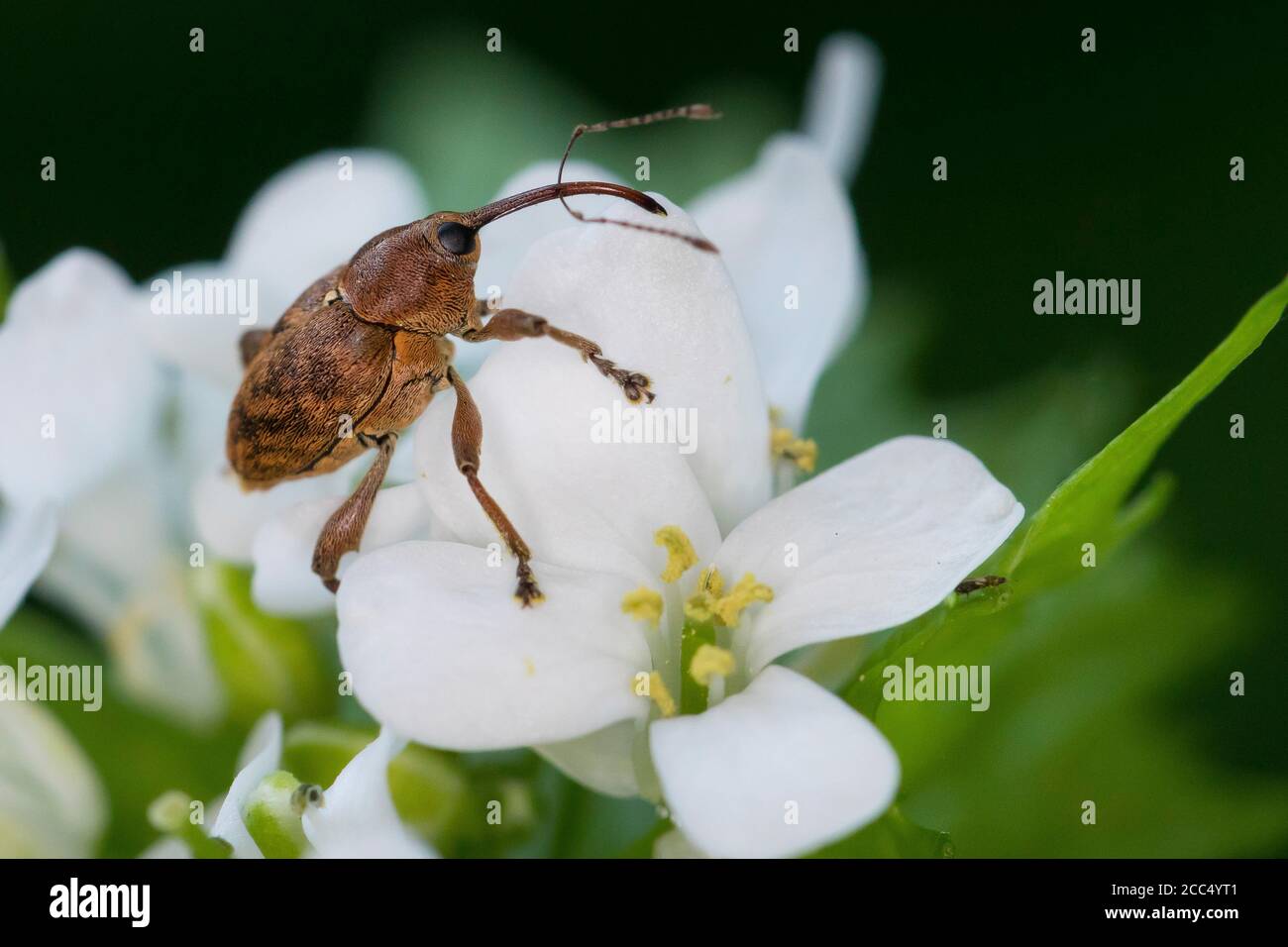 Weevil (Curculio spec.), on  Alliaria petiolata, Germany Stock Photo