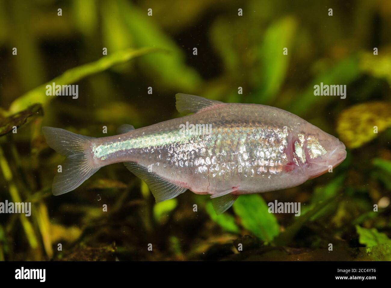 Blind cave tetra, Blind cavefish (Astyanax jordani), swimming Stock Photo