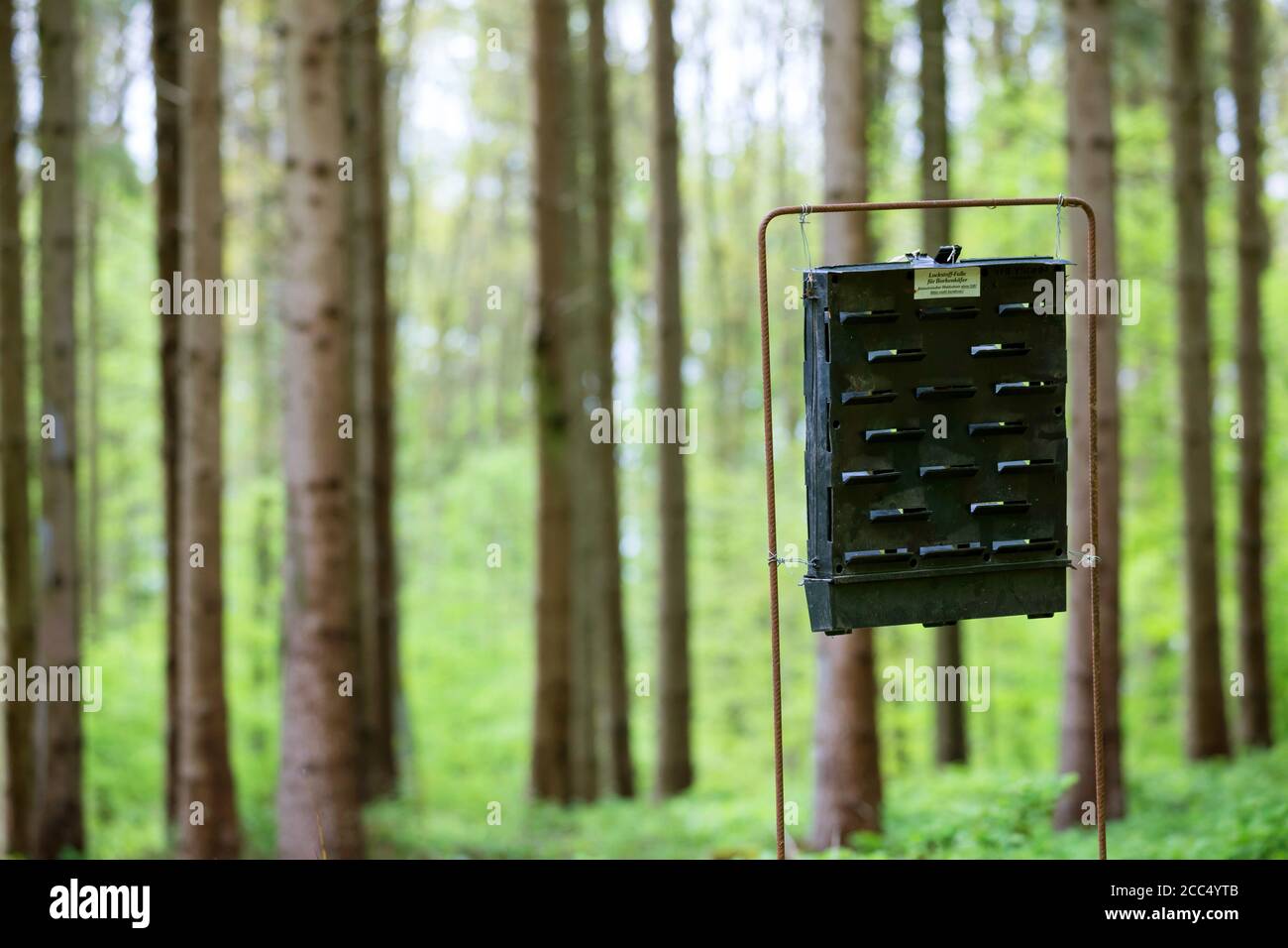 bark beetles, engraver beetles & ambrosia beetles, timber beetles (Scolytidae (Ipidae)), bark beetle trap in a spruce monoculture, Germany Stock Photo