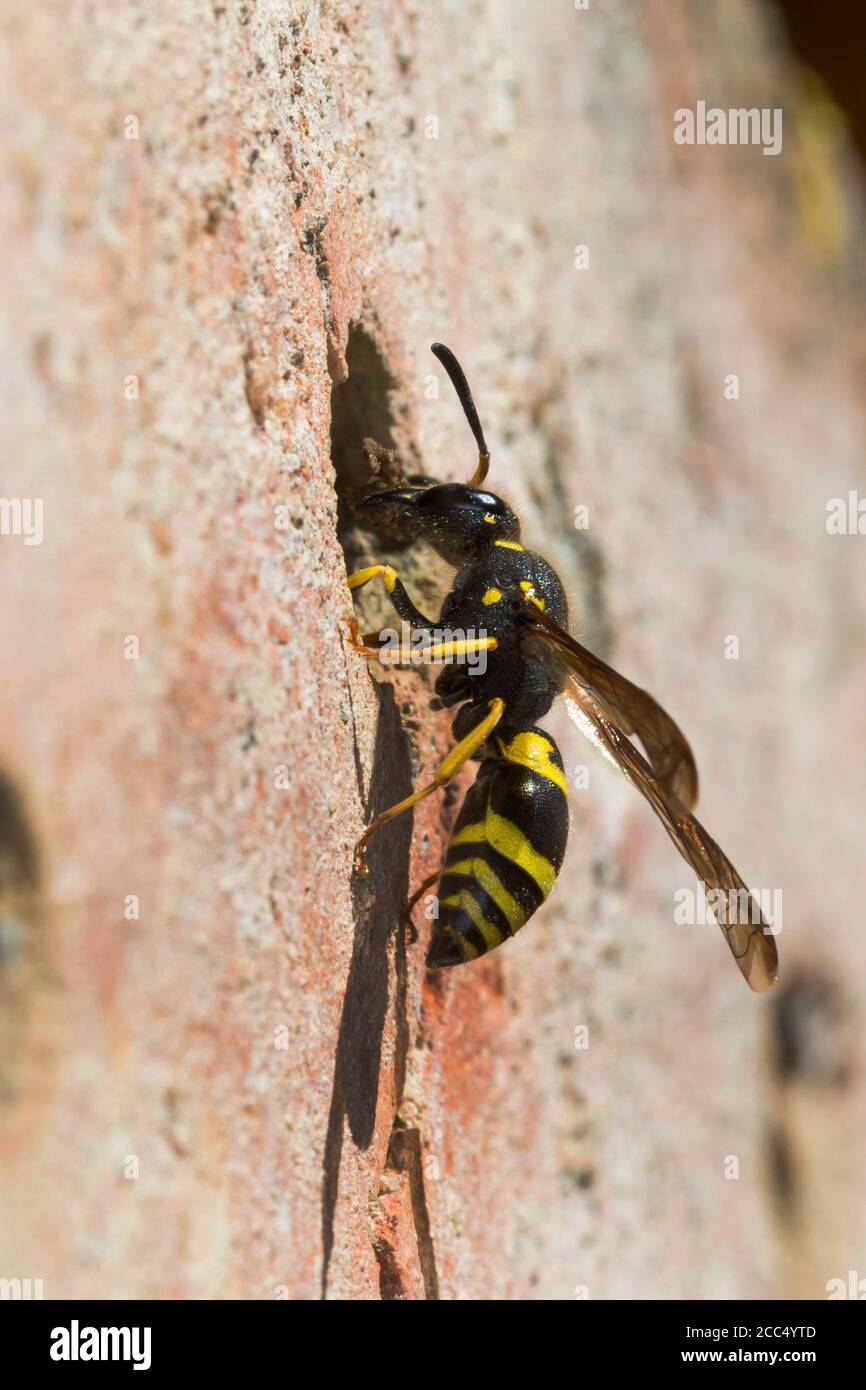 Potter wasp (Ancistrocerus nigricornis), female at a nesting hole of a insect hotel, Germany Stock Photo