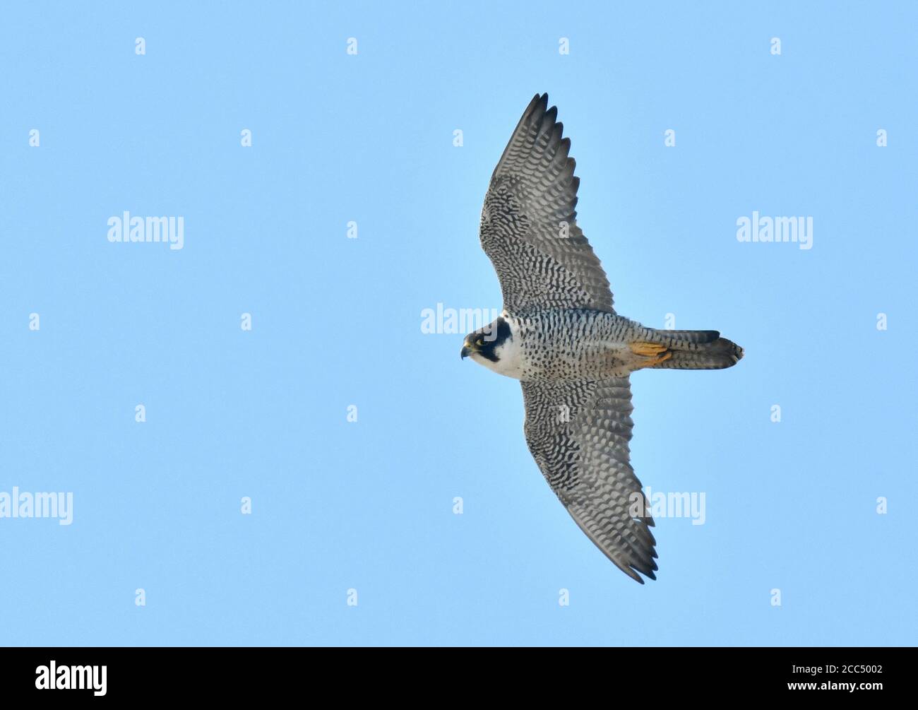peregrine falcon (Falco peregrinus), Wintering adult flying, Japan, Hokkaido Stock Photo