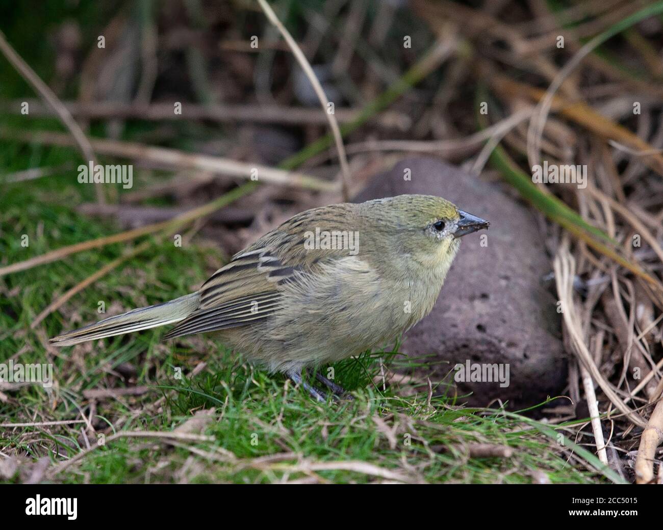 Inaccessible Island finch, Inaccessible bunting (Nesospiza acunhae), an endemic songbird to Inaccessible Island in the Tristan da Cunha archipelago, Stock Photo