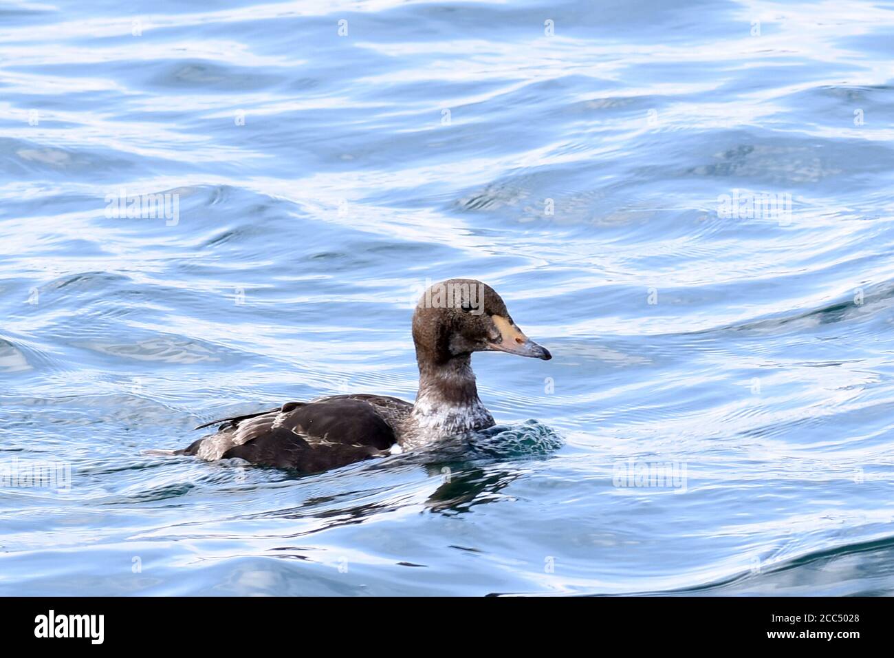 king eider (Somateria spectabilis), First-summer male swimming, Norway Stock Photo