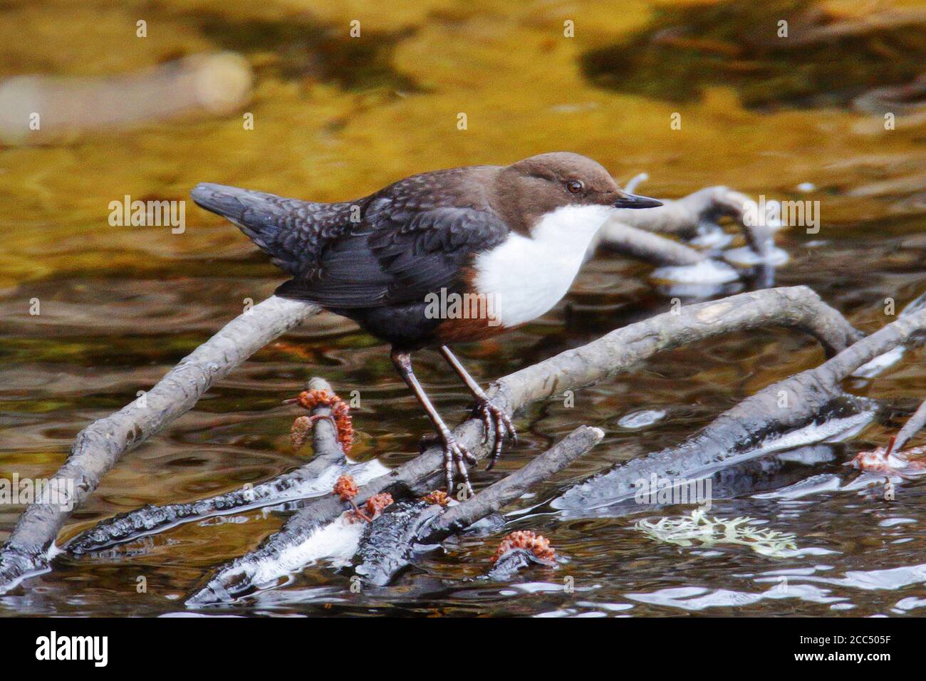 British White-throated Dipper (Cinclus cinclus gularis), subspecies of the eastern parts of Great Britain, United Kingdom, Scotland, Invernessshire Stock Photo