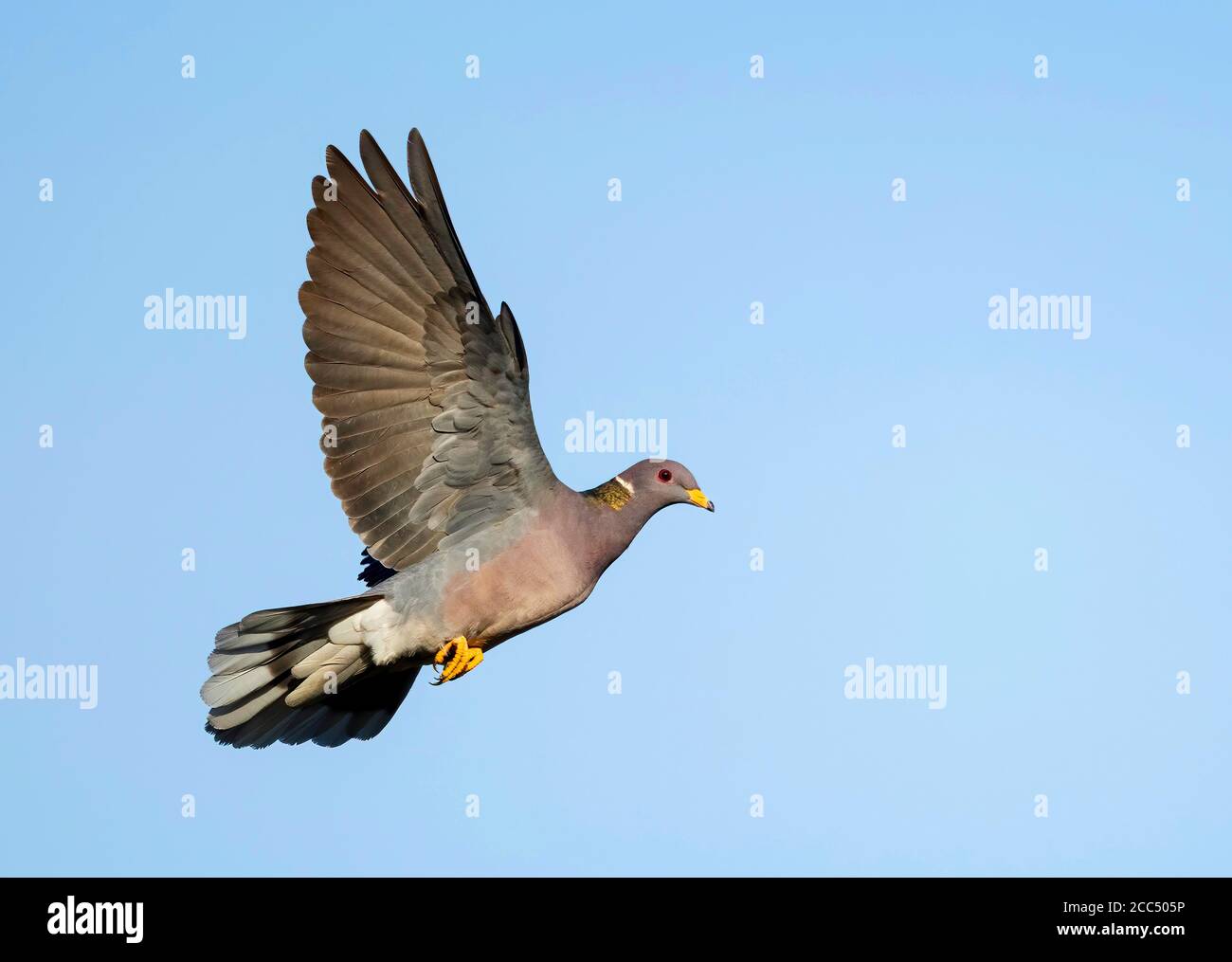 Band-Tailed Pigeon - Facts, Diet, Habitat & Pictures on Animalia.bio