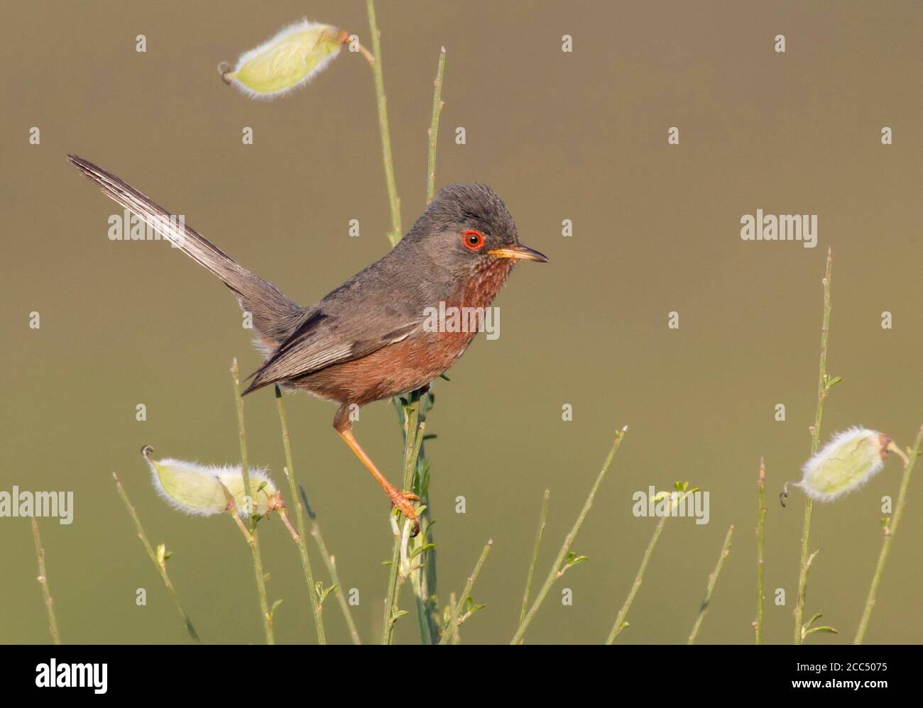 dartford warbler (Sylvia undata, Curruca undata), side view of male with cocked tail, Portugal Stock Photo