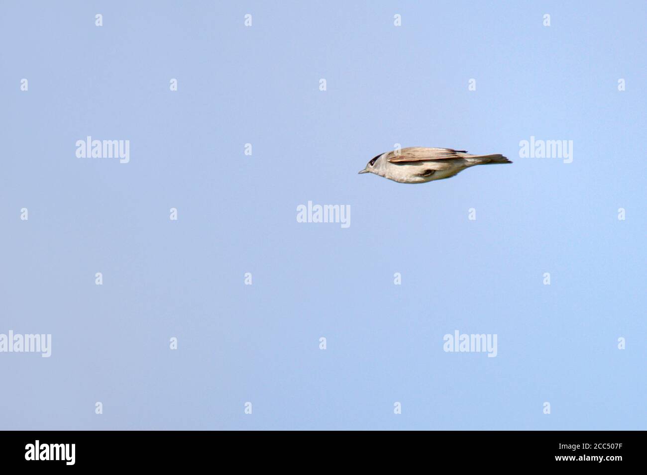 blackcap (Sylvia atricapilla), Male in flight, Netherlands Stock Photo