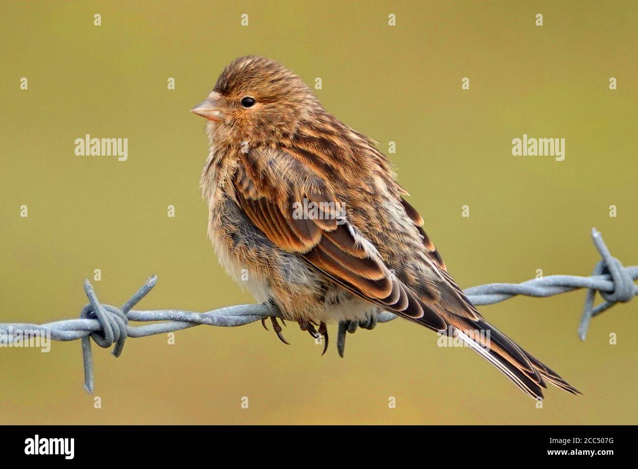 British twite (Carduelis flavirostris pipilans, Carduelis pipilans), perched on barbed wire, United Kingdom, England, Norfolk Stock Photo