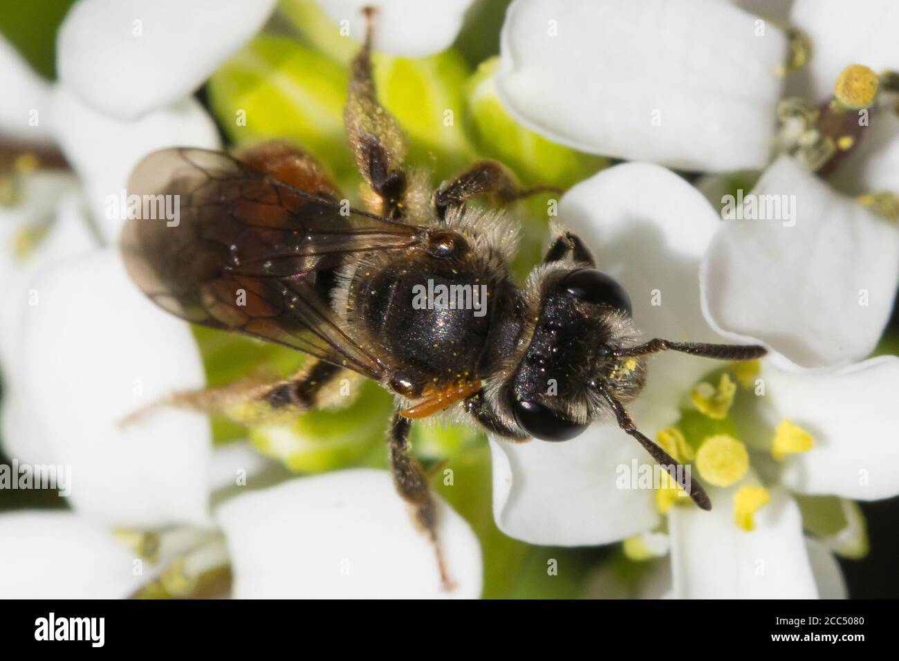 Red-girdled Mining-bee (Andrena labiata, Andrena cingulata), female on Alliaria petiolata flower, Germany Stock Photo