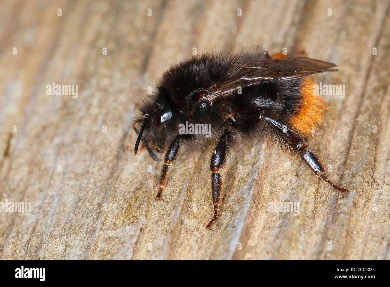 broken-belted bumblebee, Ilfracombe bumblebee (Bombus cf. soroeensis), female, Germany Stock Photo