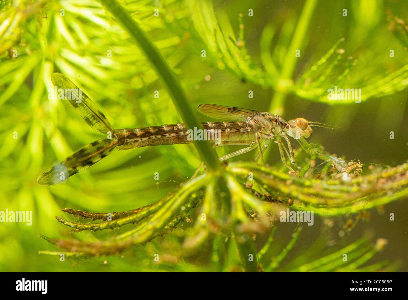 bluewing, demoiselle agrion (Calopteryx virgo), larva catches prey with its labial mask, Germany, Bavaria Stock Photo