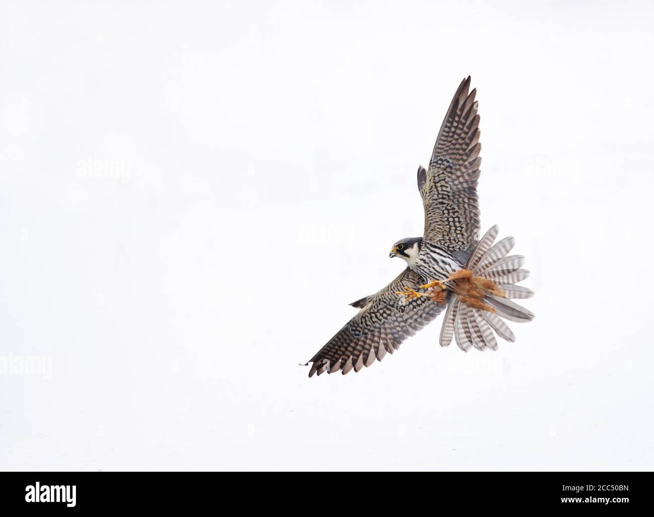 northern hobby (Falco subbuteo), hunting with legs en tallons stretched, looking for dragonflies to catch, Netherlands, Limburg, Bergen Stock Photo