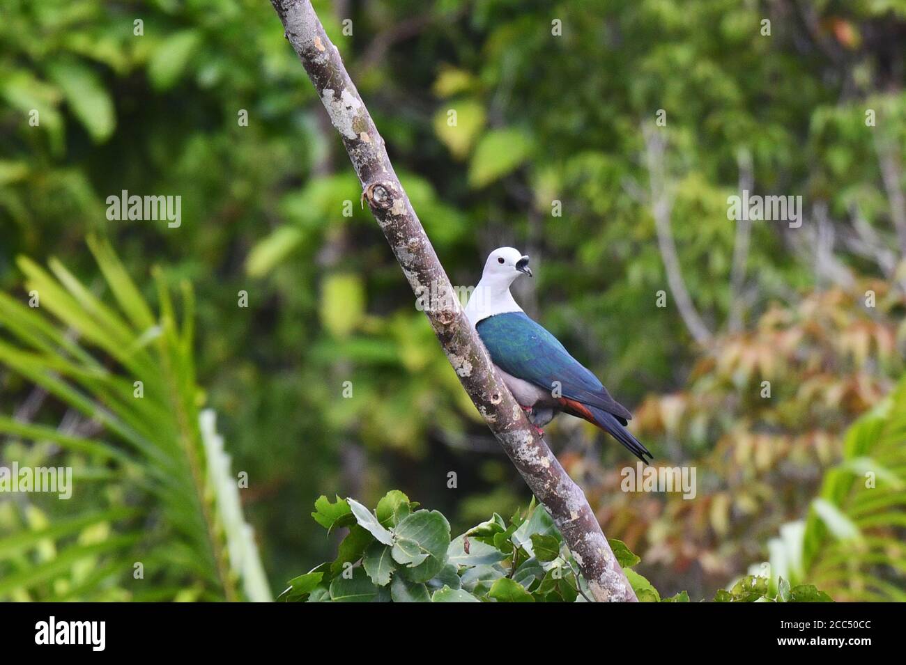 Black-knobbed pigeon, Spice Imperial Pigeon (Ducula myristicivora), perches on a branch and peering, side view, Indonesia, Western New Guinea, Waigeo Stock Photo