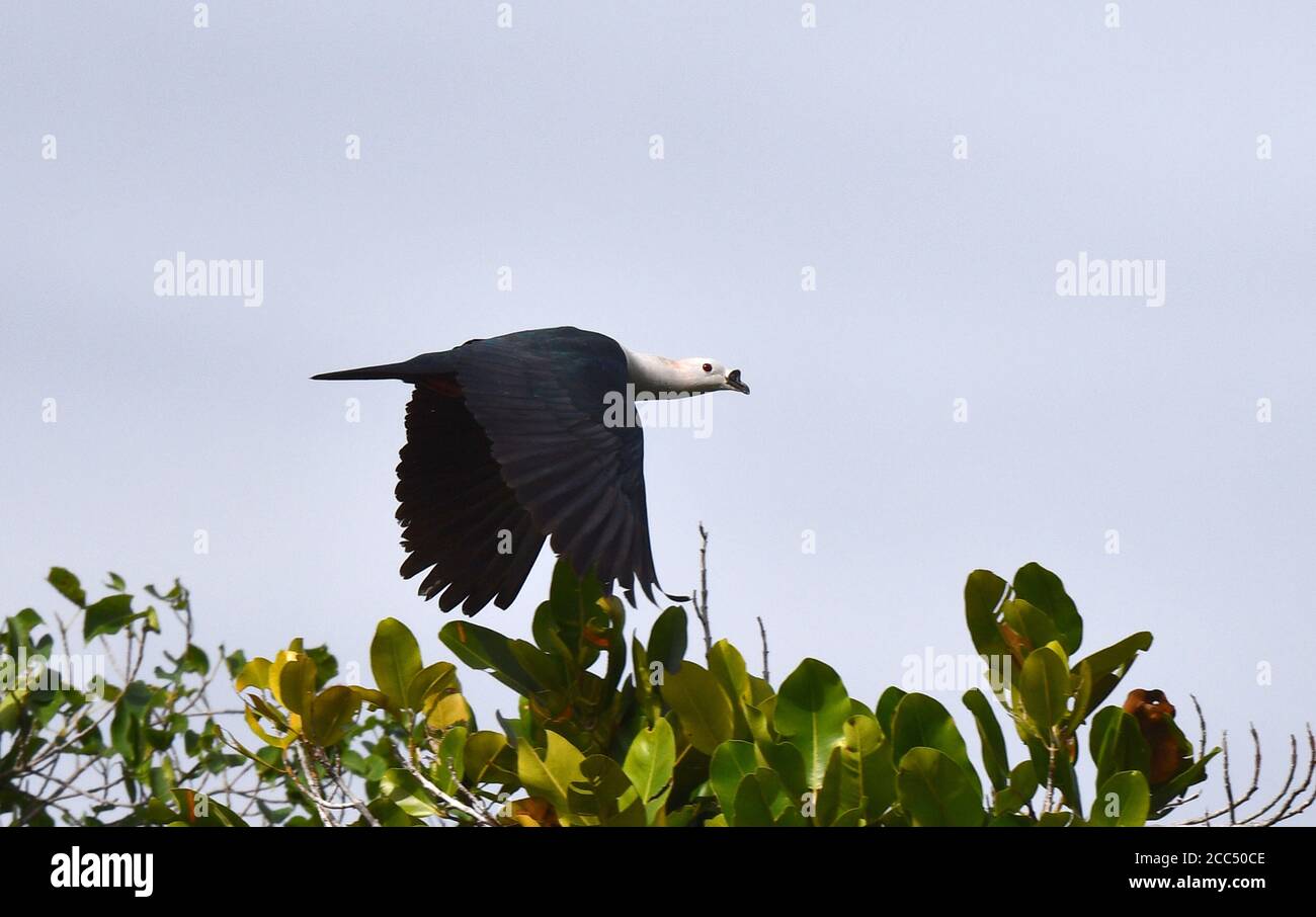 Black-knobbed pigeon, Spice Imperial Pigeon (Ducula myristicivora), flying over a shrub, side view, Indonesia, Western New Guinea, Waigeo Stock Photo
