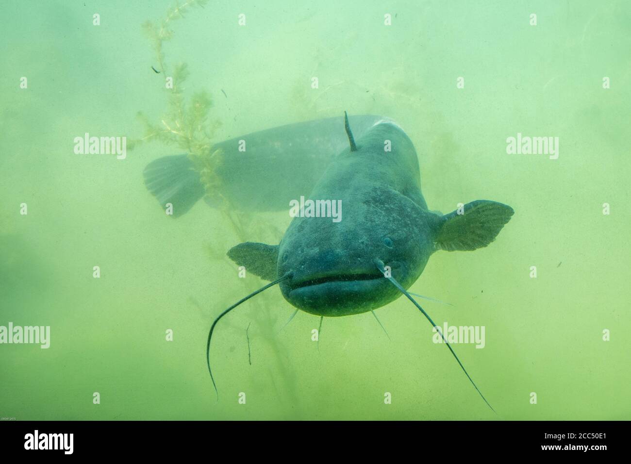 European catfish, wels, sheatfish, wels catfish (Silurus glanis), swimming, Germany, Bavaria Stock Photo