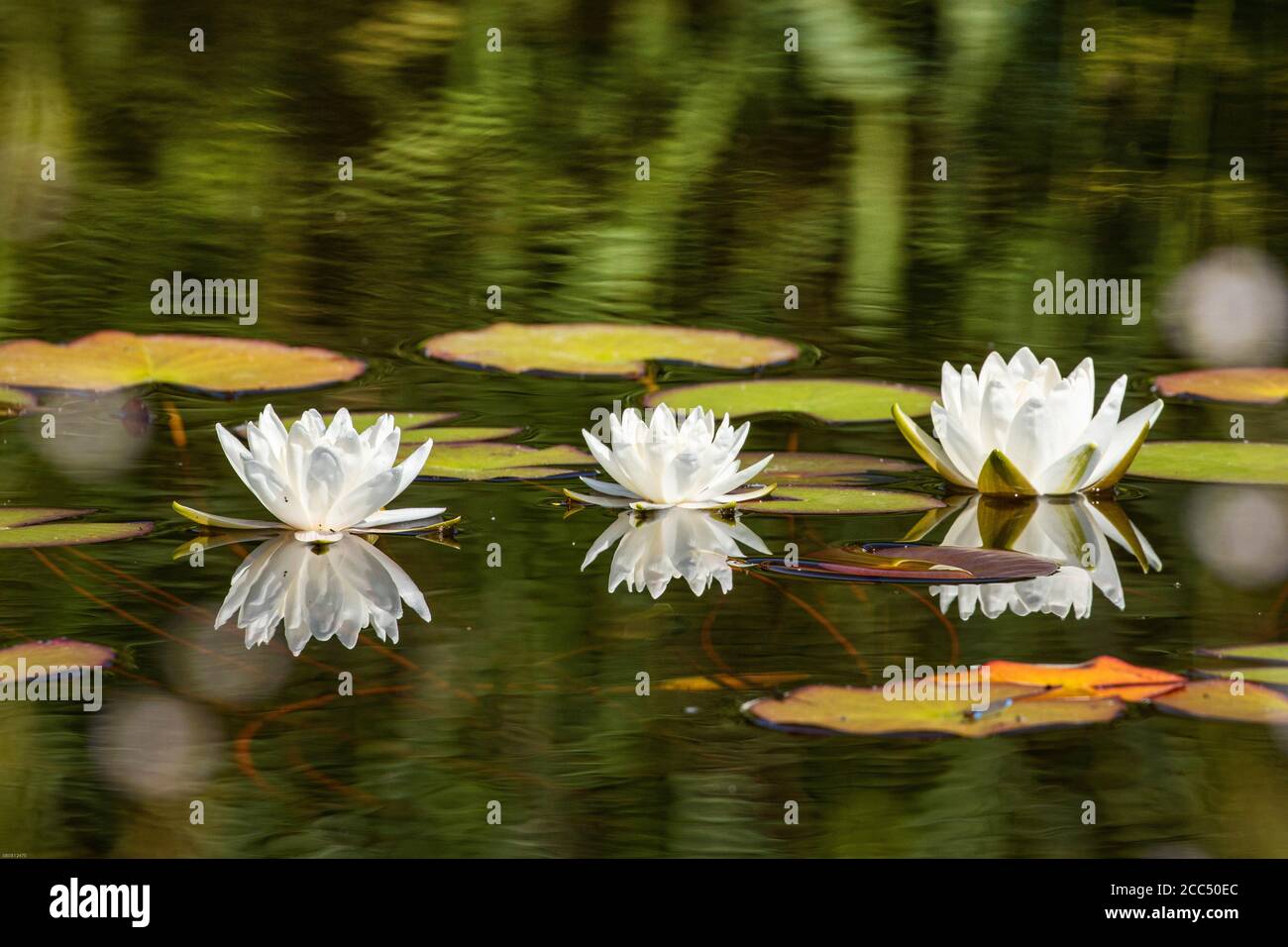 water lily, pond lily (Nymphaea spec.), white water-lilies on a pond Stock Photo