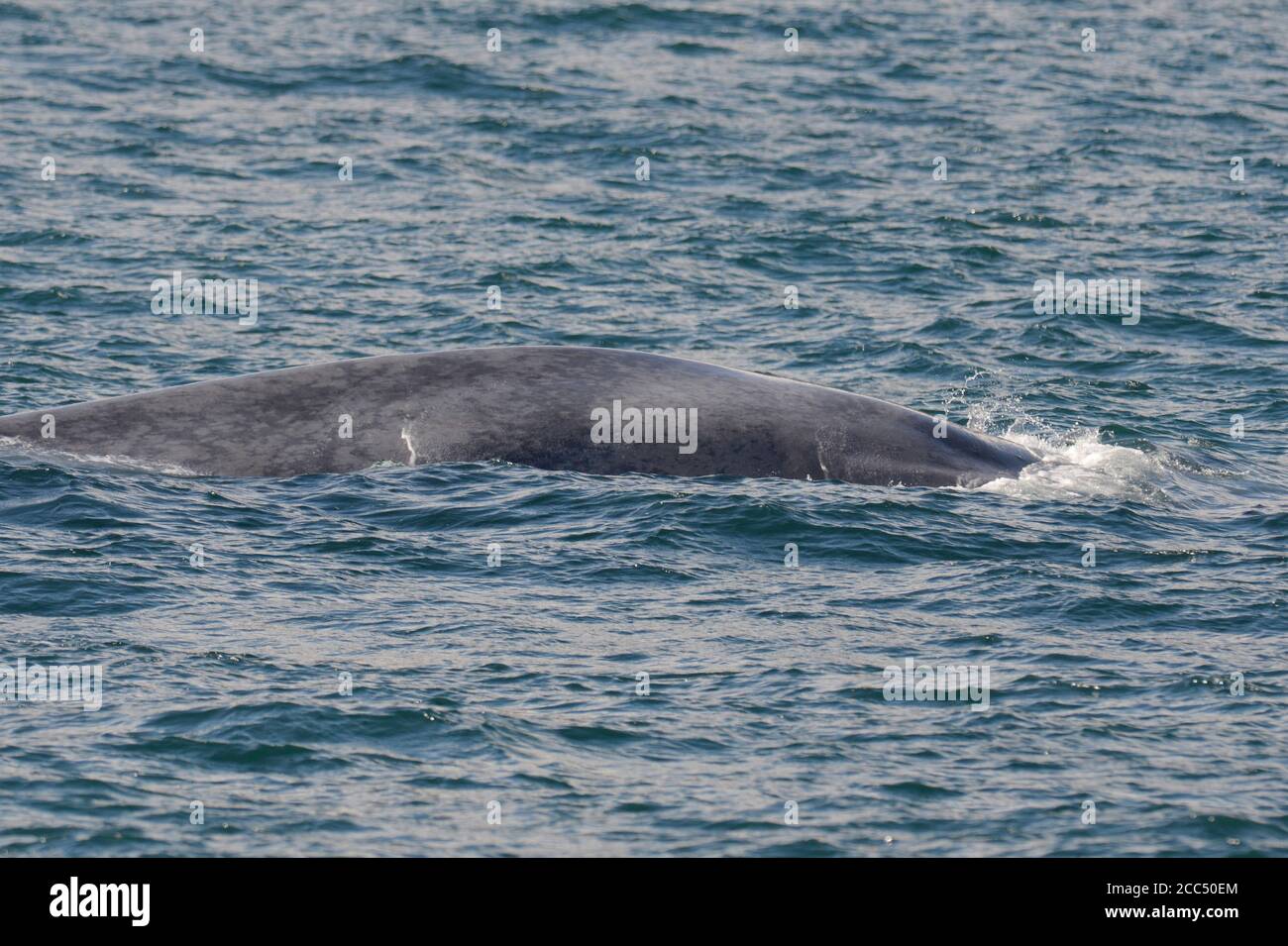 blue whale (Balaenoptera musculus), diving under off the north Atlantic coast off Iceland, Iceland Stock Photo
