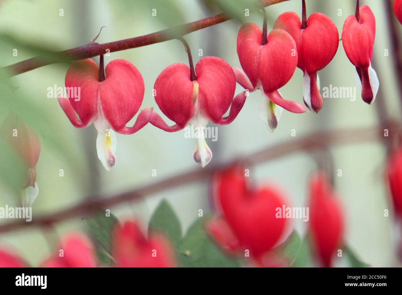 Lamprocapnos spectabilis, or Asian Bleeding Heart in flower Stock Photo