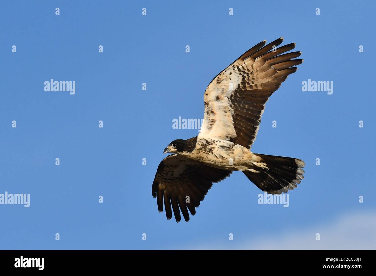 white-throated caracara (Phalcoboenus albogularis), in flight ...