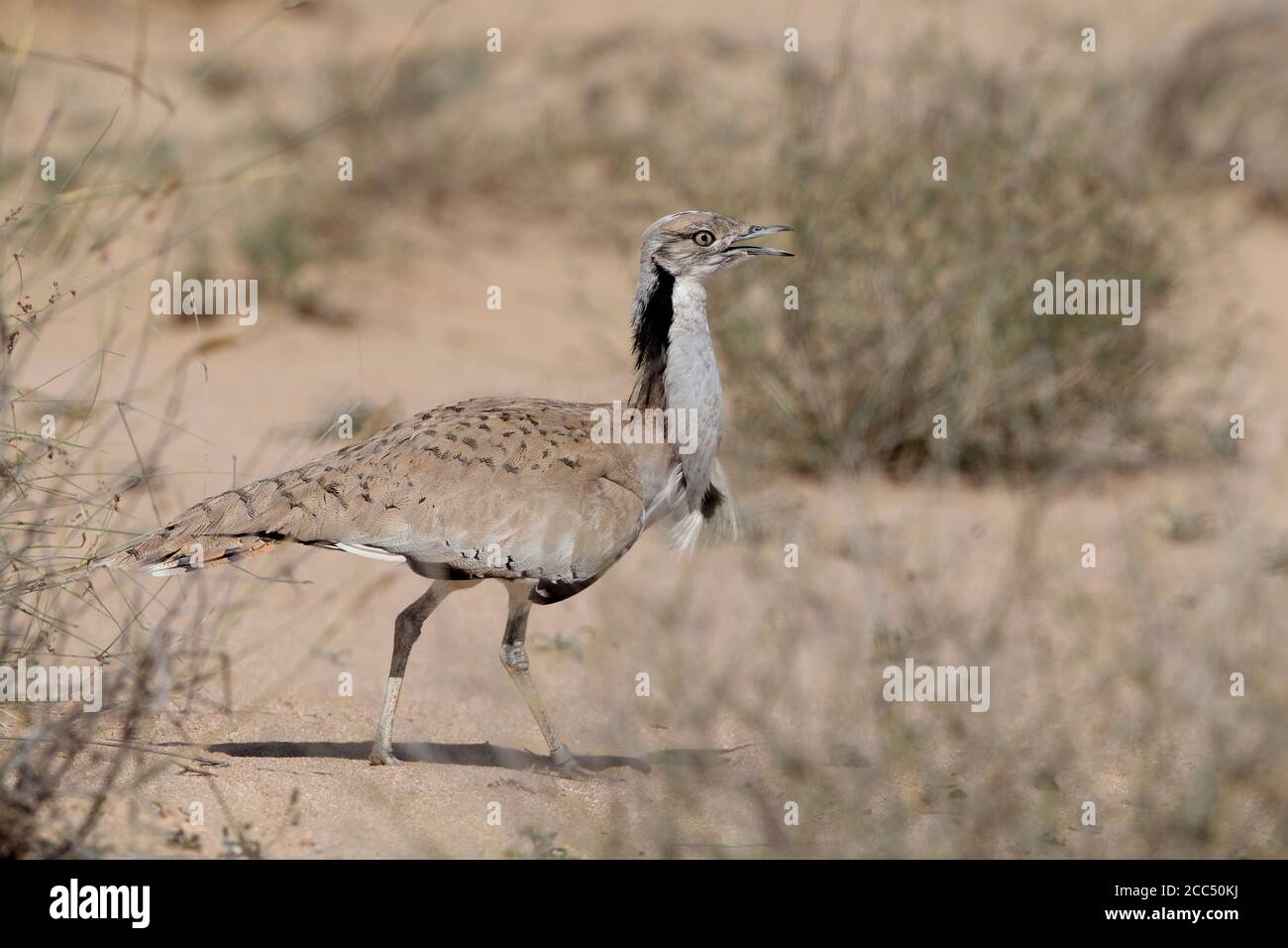 Macqueen's Bustard (Chlamydotis macqueenii), walking through desert, United Arab Emirates Stock Photo