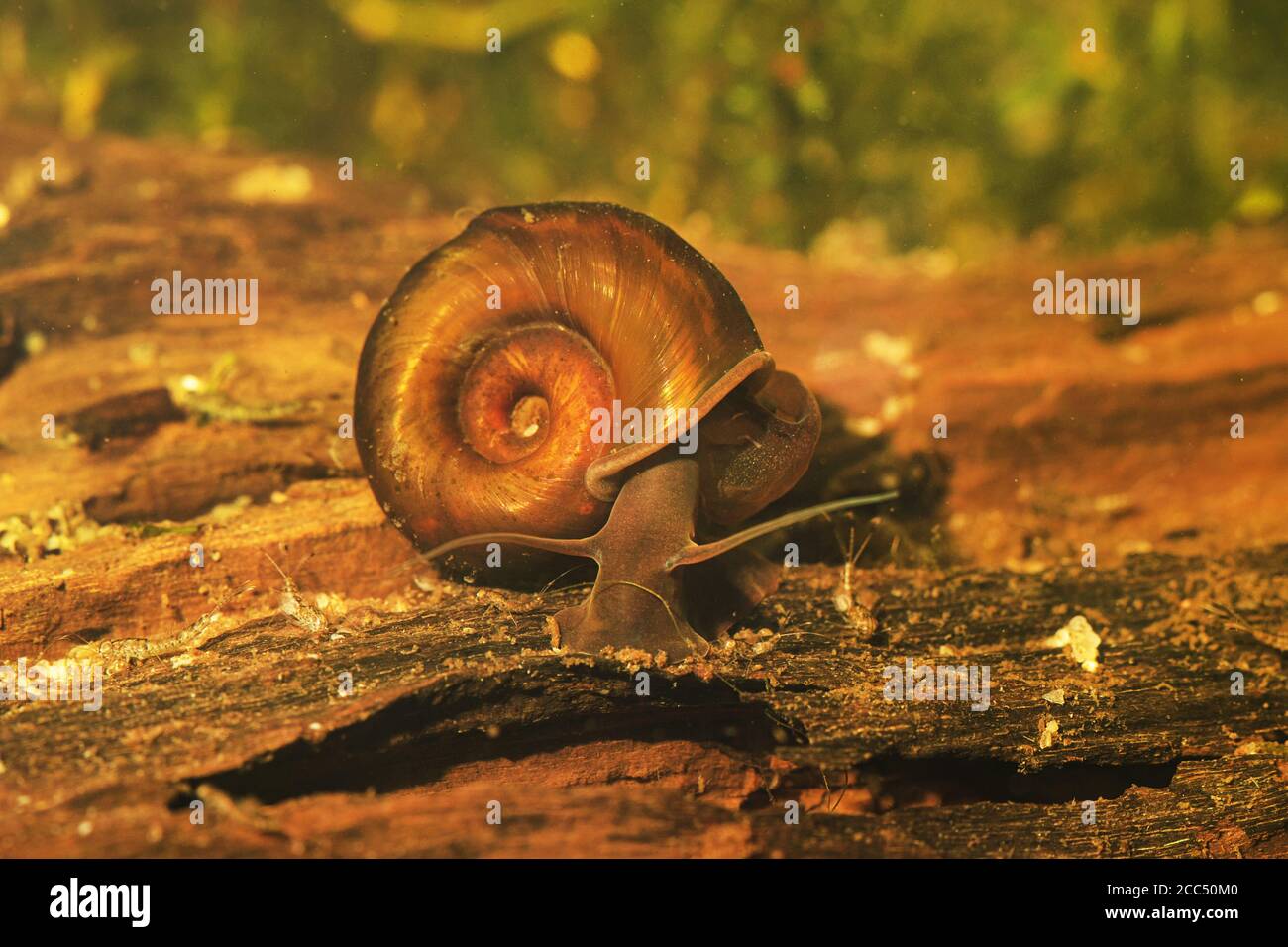 horn-colored ram's horn, great ramshorn, trumpet shell (Planorbarius corneus), foraging on deadwood Stock Photo