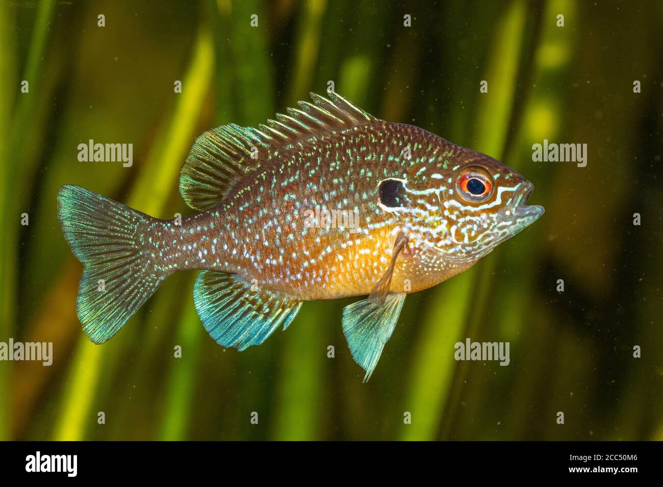 Dollar Sunfish (Lepomis marginatus ), male Stock Photo