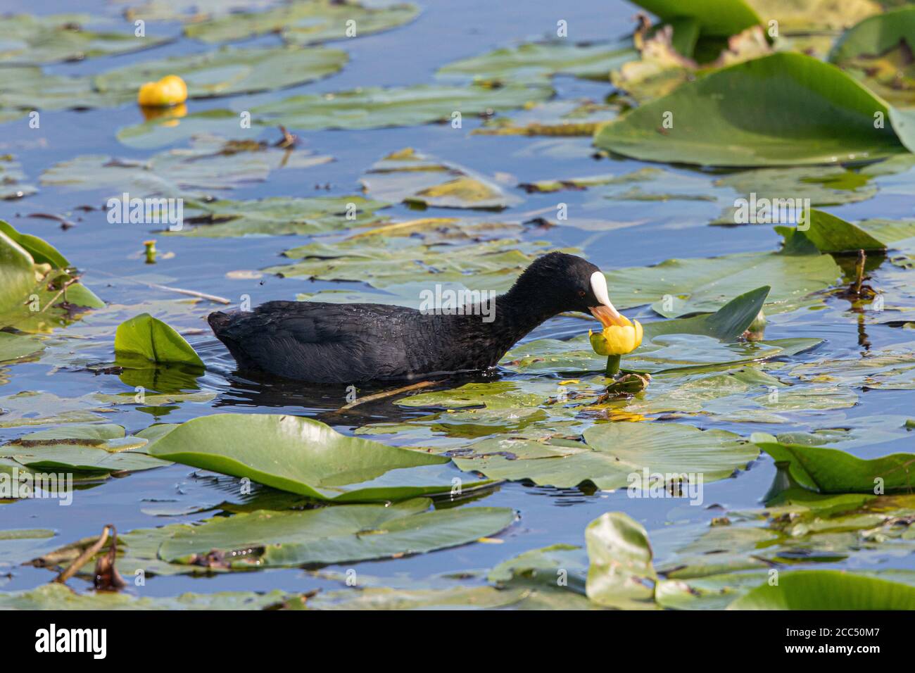 black coot (Fulica atra), feeds water lily flower, Germany, Bavaria Stock Photo