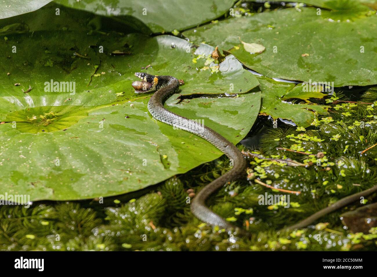 grass snake (Natrix natrix), feeds a tadpole of a grass frog, Germany, Bavaria Stock Photo