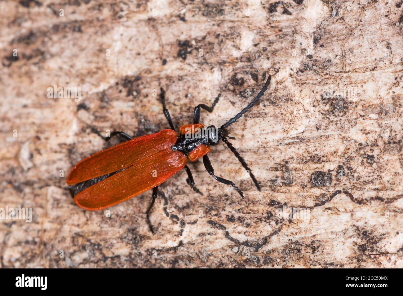 Net-winged beetle (Lygistopterus sanguineus), sits on a stone, Germany Stock Photo