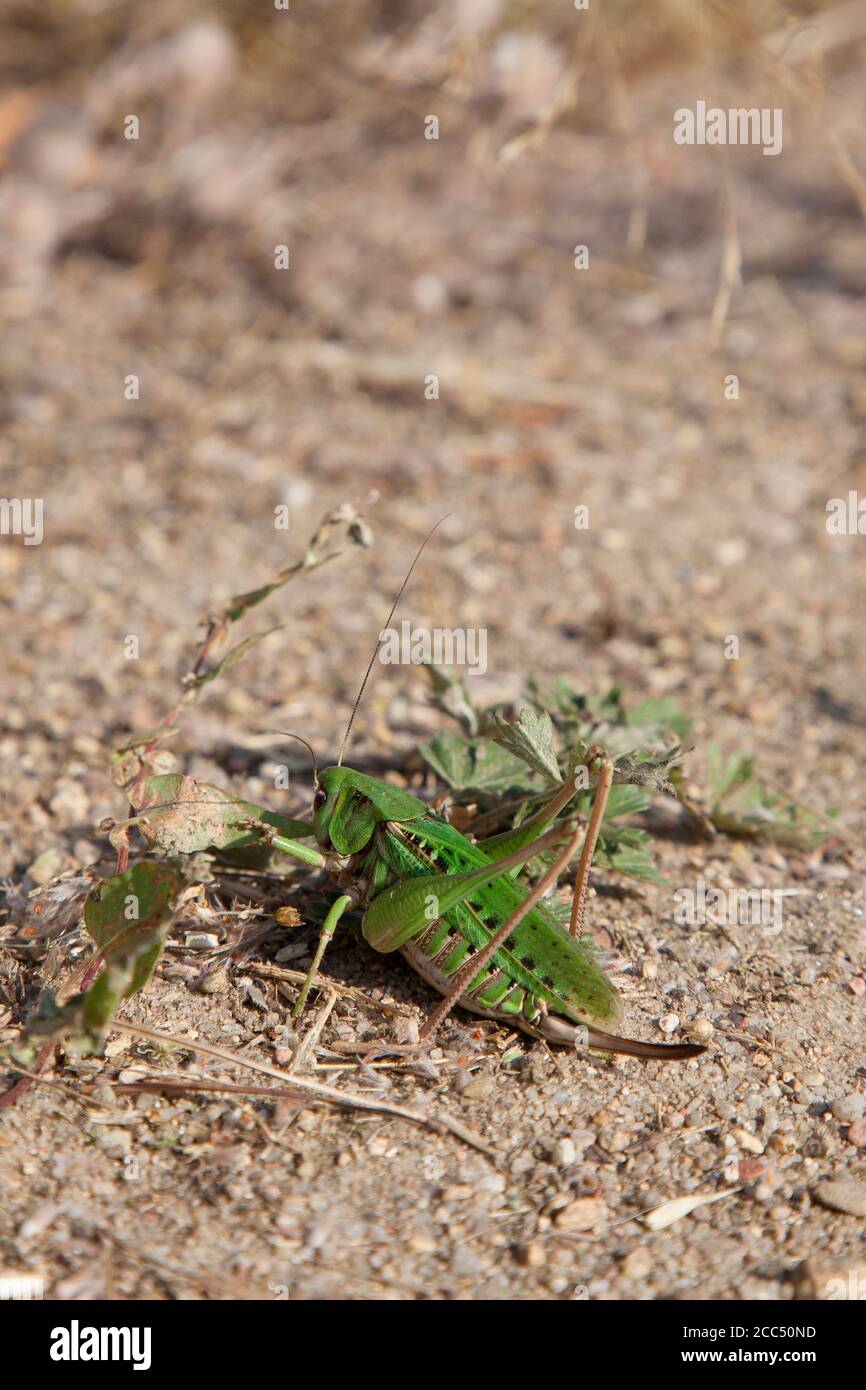 Adult female Wart-Biter (Decticus Verrucivorus) - Łatczyn brodawnik Stock Photo