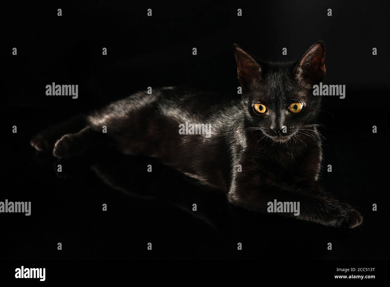 Portrait of a black cat on a black background Stock Photo Alamy