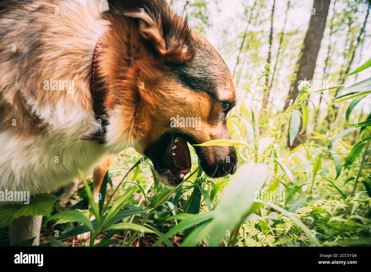 Picture of Dog Is Eating Grass. The Reasons For Eating Grass Can Be: Replenishment ...