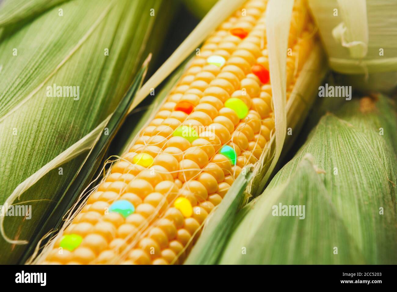 modified food. Closeup view of GMO corn cobs with colorful