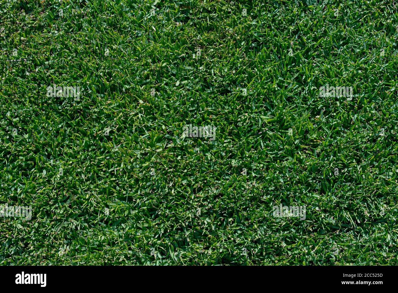 closeup of a section of a lush emerald green lawn of dwarf st augustine grass showing the dense pattern and texture of a healthy lawn Stock Photo