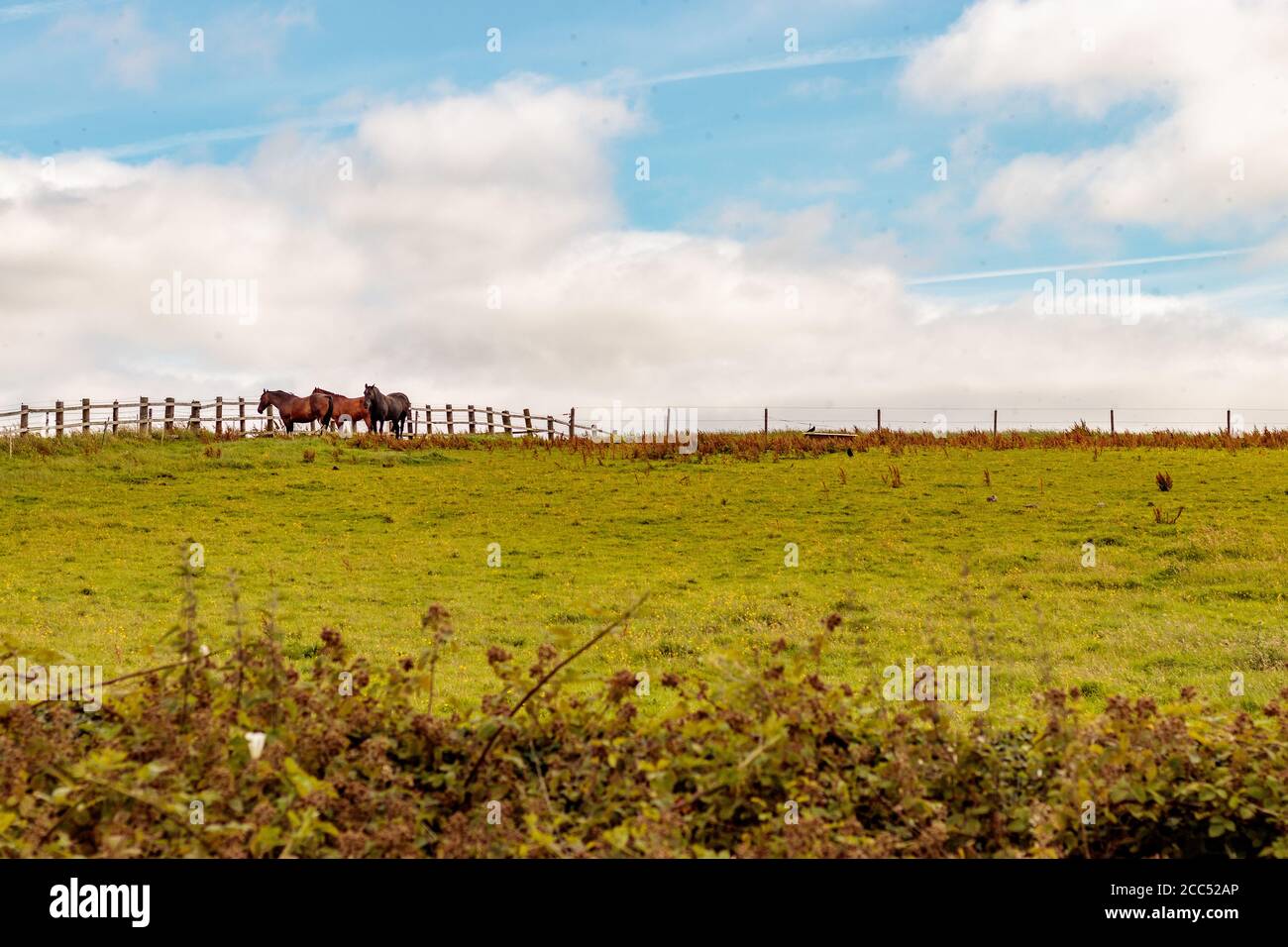 View of horses in a field on a skyline, Ardsley Reservoir Stock Photo