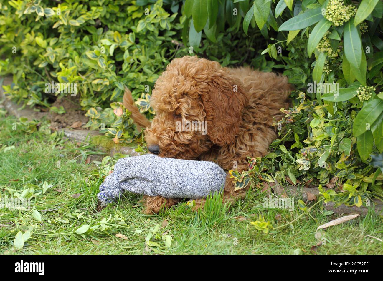 golden doodle chewing a sock Stock Photo