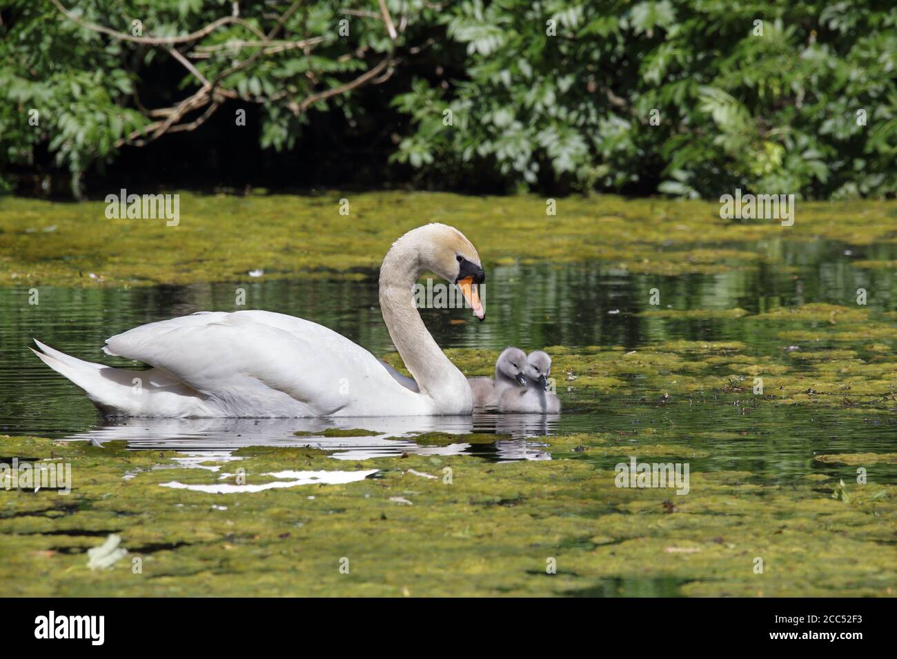 Mute swan and cygnets on lake Stock Photo