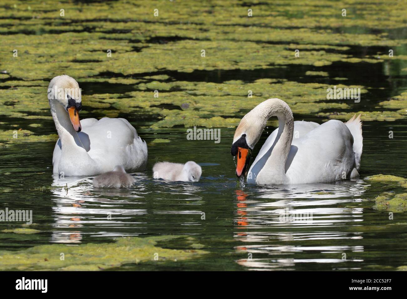 Mute swans and cygnet on lake Stock Photo