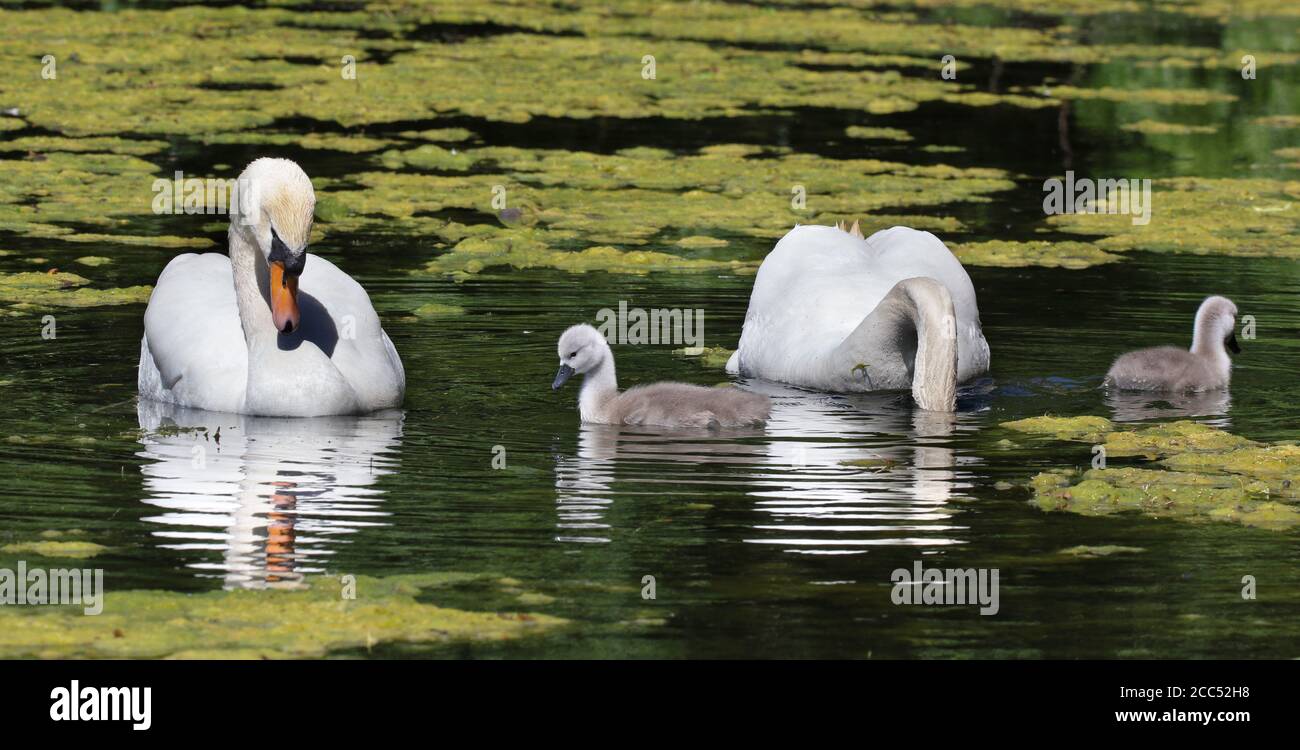 Mute swans and cygnet on lake Stock Photo