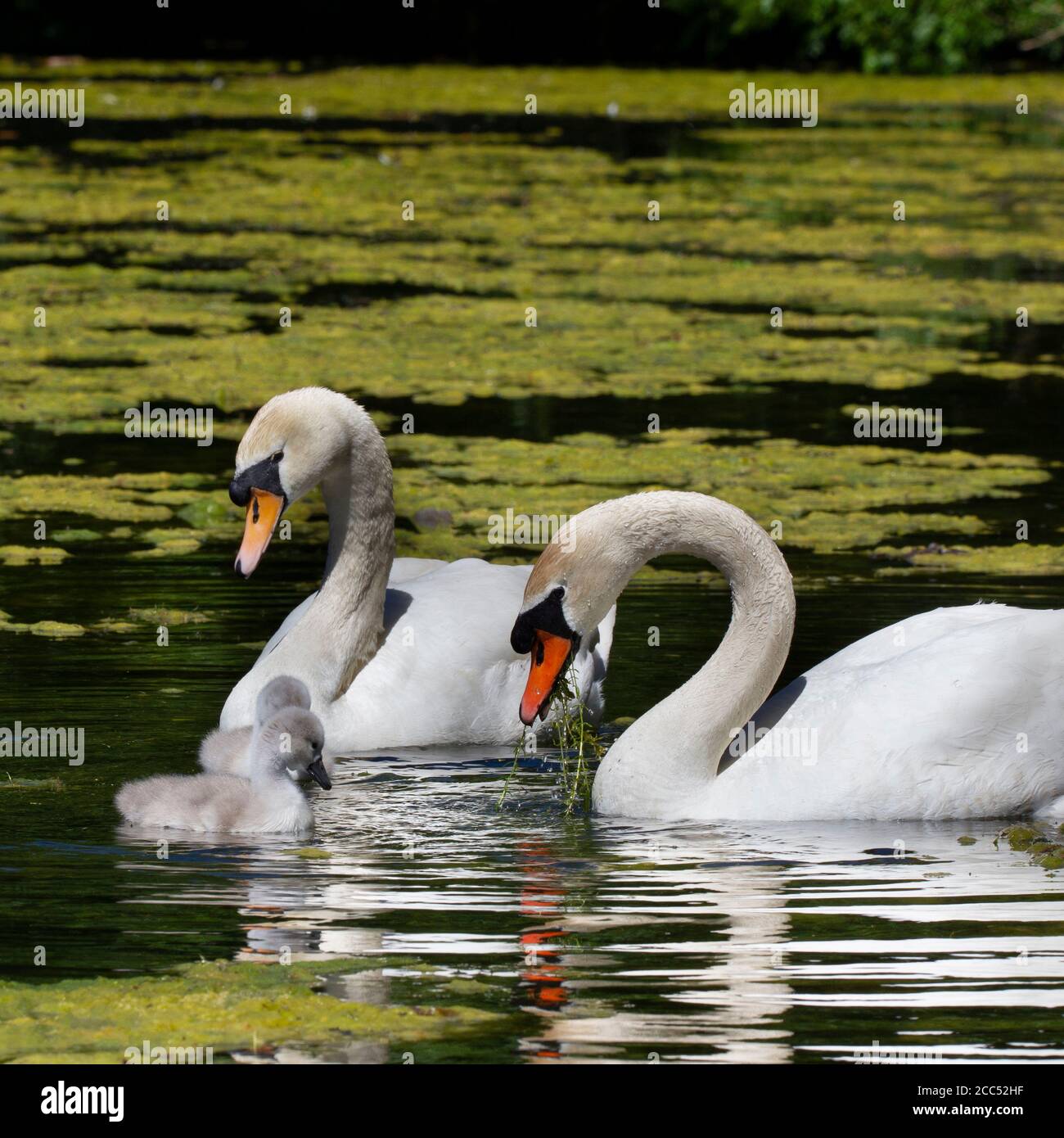 Mute swans and cygnets on lake Stock Photo