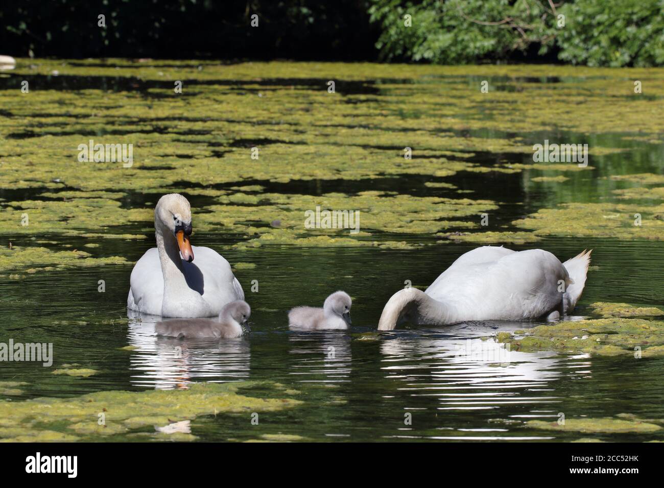 Mute swans and cygnets on lake Stock Photo