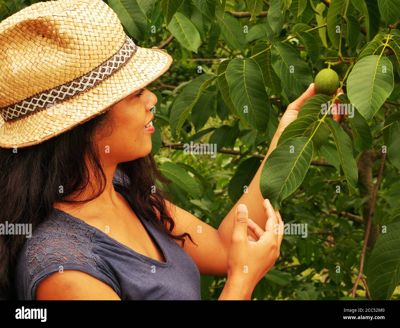 Close-up of an Afro-Asian woman picking fruit from a tree Stock Photo